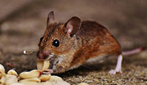 24 Hour & Emergency Exterminators in Il Mutual Life & Casualty, IL